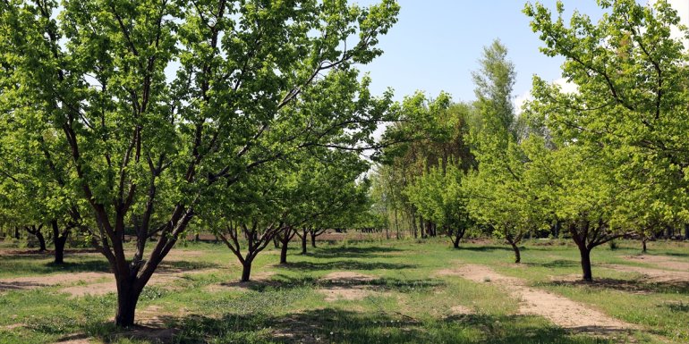 İlkbaharda zirai don yaşanmayan Iğdır'da sofralık kayısı üretiminde artış bekleniyor