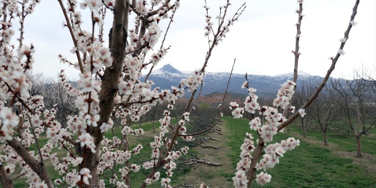 IĞDIR - Kayısı bahçeleri bahar renklerine büründü1