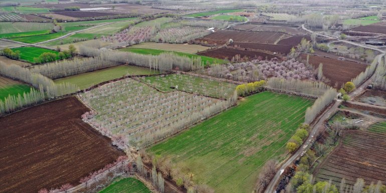 IĞDIR - Kayısı bahçeleri baharın renklerine büründü1