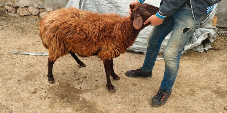 Iğdır’da koyun çaldıkları iddiasıyla 3 şüpheli tutuklandı1