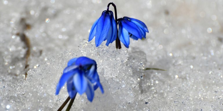 Kars ilkbaharda da doğa fotoğrafçılarını ağırlıyor