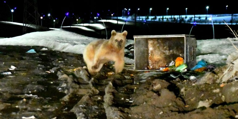 Kış uykusundan uyanan bozayıların görüntüsü fotokapan ve kameralara yansıdı