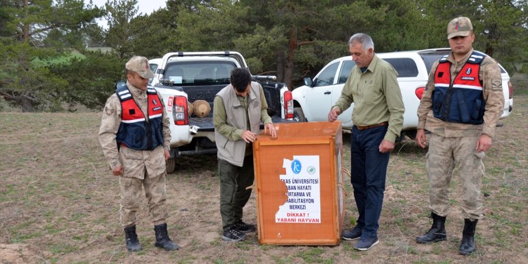 Kars'ta tedavisi tamamlanan kara akbaba doğaya salındı