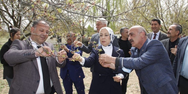 Kayısıda zirai don ön hasar tespit çalışması 15 gün içinde tamamlanacak