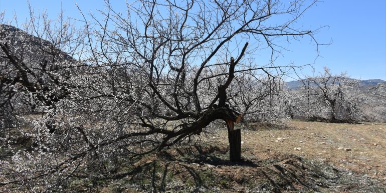 Malatya'da 47 kayısı ağacı kimliği henüz belirlenemeyen kişilerce kesildi