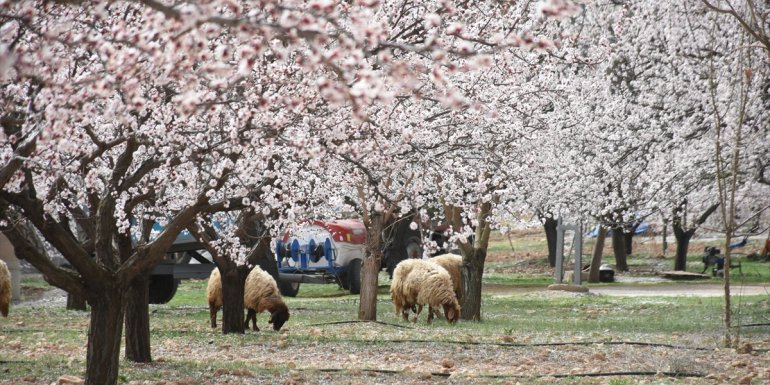 Beyaza bürünen kayısı bahçelerinde üretici yeni sezondan umutlu