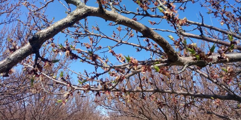 Malatya'da kayısı ağaçları zirai dondan etkilendi