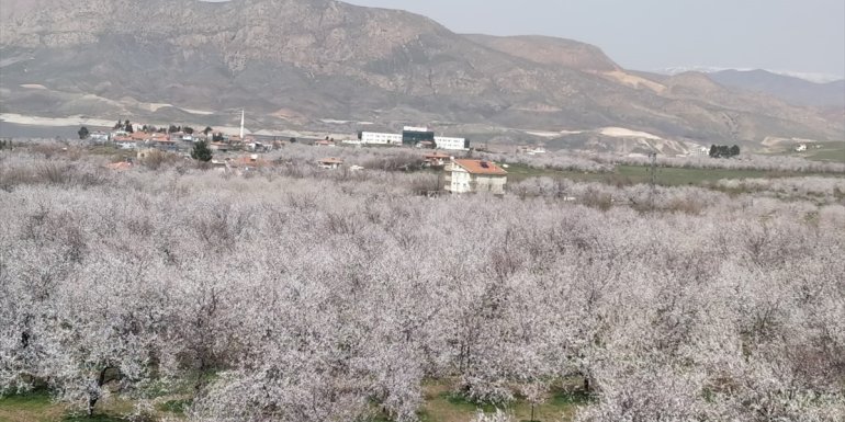 Malatya'da kayısı ağaçları çiçek açtı