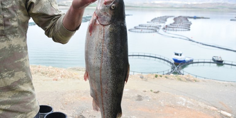 Malatya Türk somonu üretimiyle adından söz ettirmek istiyor1