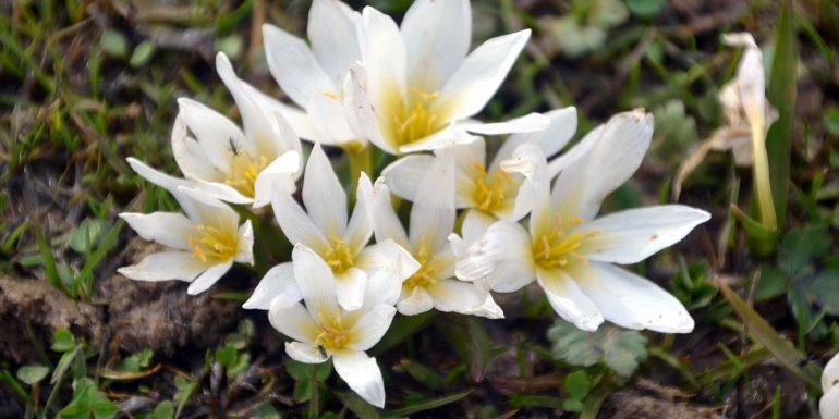 "Baharın müjdecisi" kardelenler Muş Ovası'nı süsledi