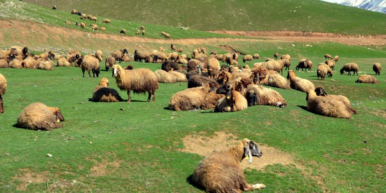 MUŞ - Besiciler çoban sıkıntısı yaşıyor1