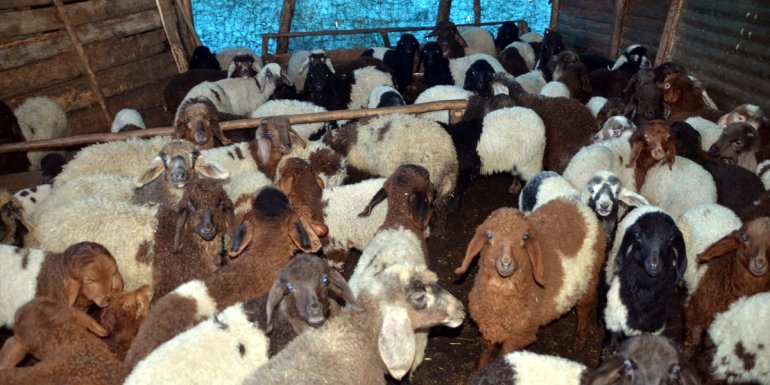 Muş'ta günde iki kez anneleriyle buluşan kuzuların sesleri ortalığı şenlendiriyor