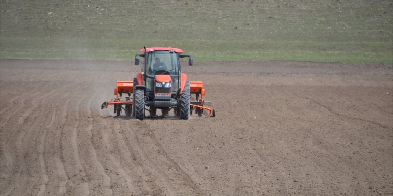 Muş'ta 60 bin dekar alanda şeker pancarı üretimi hedefleniyor