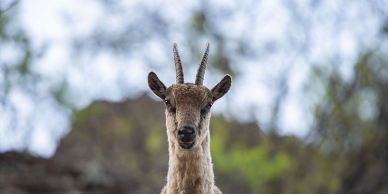 Nesli tehlike altında olan yaban keçileri Munzur Vadisi'nde görüntülendi