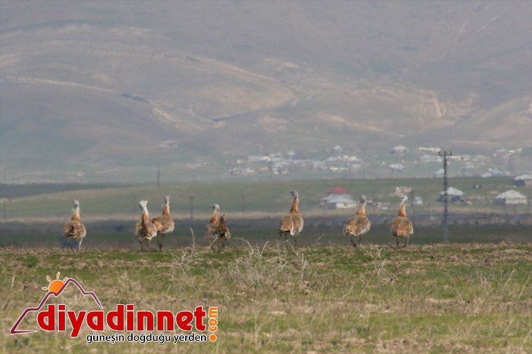 Nesli tükenme tehlikesi altında olan toy kuşu Ağrı