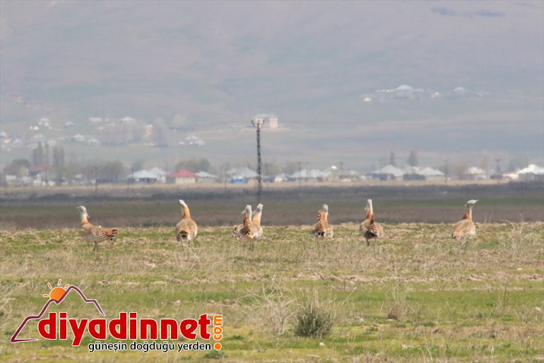 Nesli tükenme tehlikesi altında olan toy kuşu Ağrı