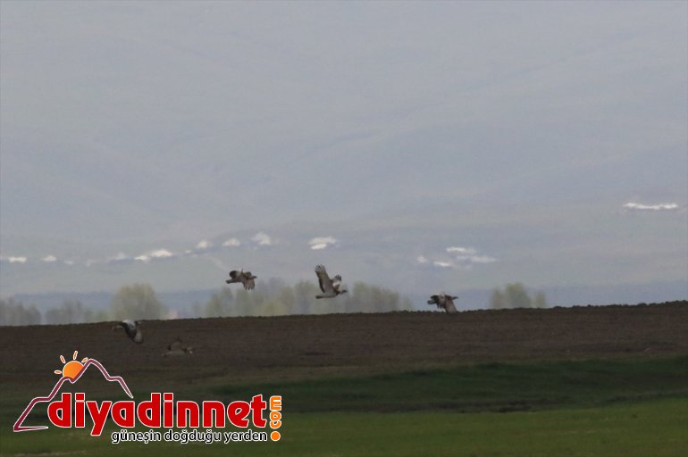 Nesli tükenme tehlikesi altında olan toy kuşu Ağrı