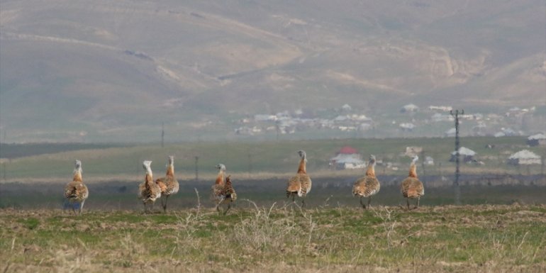Nesli tükenme tehlikesi altında olan toy kuşu Ağrı’da görüntülendi1