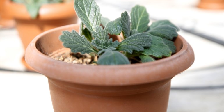 Nesli tükenme tehlikesi altındaki 2 bitki türü, Elazığ