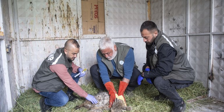 Tunceli'de bitkin bulunan vaşak tedavi altına alındı