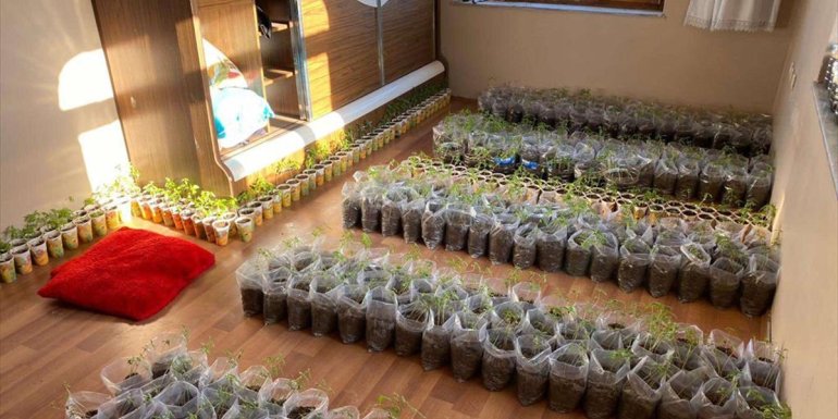 Van'da evde 3 bin 744 kök kenevir ele geçirildi