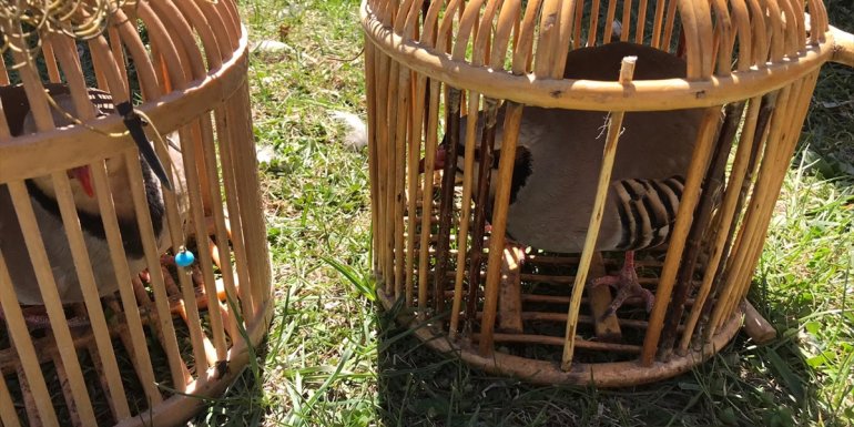 Van'da bir araçta 6 kınalı keklik bulundu