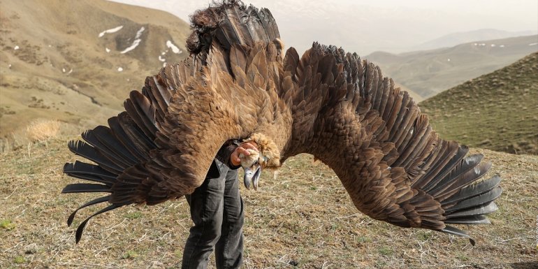 Van'da tedavisi tamamlanan kuşlar doğaya salındı