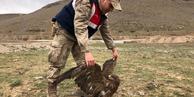 Van'da yaralı bulunan kartal tedaviye alındı