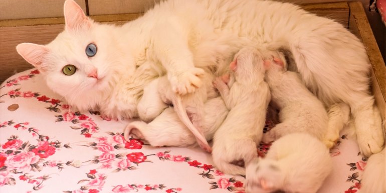 Van kedilerinin popülasyonu artıyor