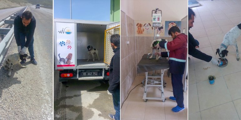 Van'da ölmek üzere olan köpek belediye ekiplerince kurtarıldı