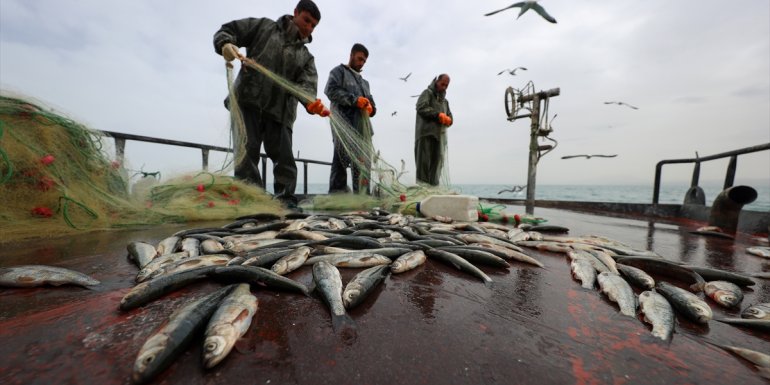 VAN - Yağışların debilerini yükselttiği akarsular, inci kefalinin göçünü kolaylaştıracak1