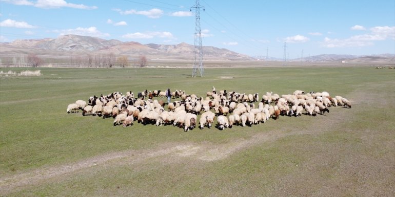 Van'da zorlu kışı atlatan besiciler koyunlarını meralara saldı