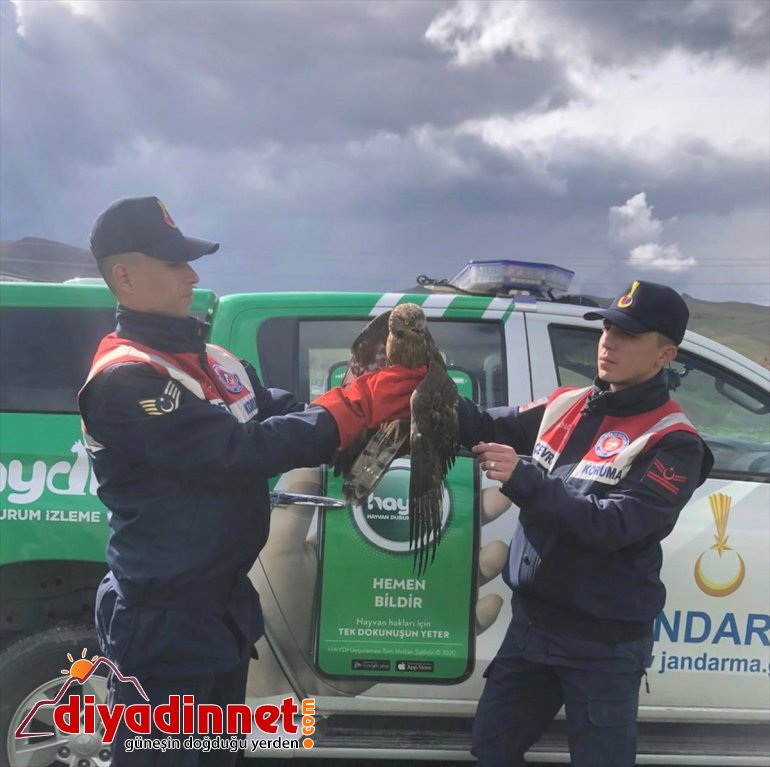 Ağrı'da jandarma ekiplerince bulunan yaralı şahin tedavi altına alındı