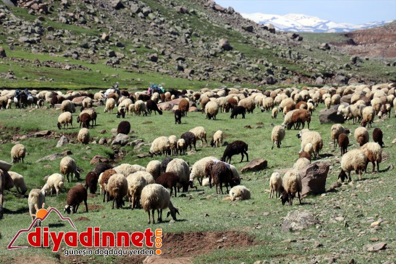 iki dağlarında yaşanıyor bir mevsim arada karlı Ağrı