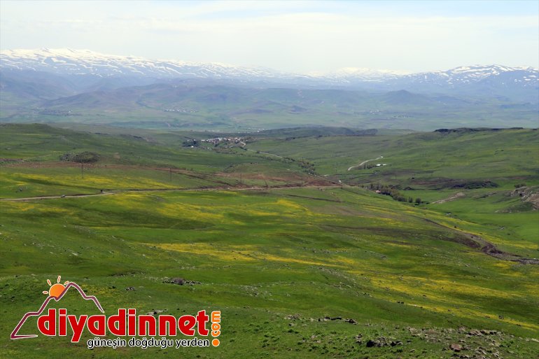 Ağrı'nın karlı dağlarında iki mevsim bir arada yaşanıyor