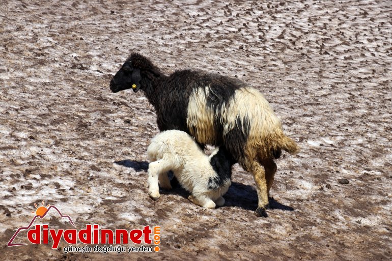 mevsim bir yaşanıyor iki dağlarında Ağrı