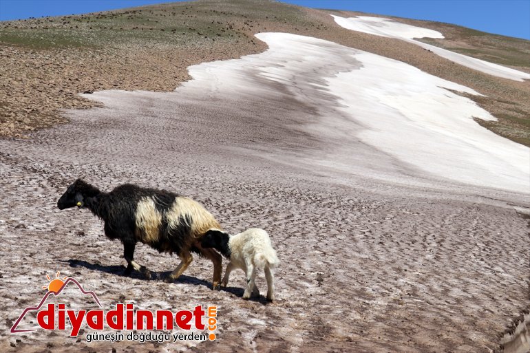 mevsim yaşanıyor iki dağlarında karlı arada bir Ağrı
