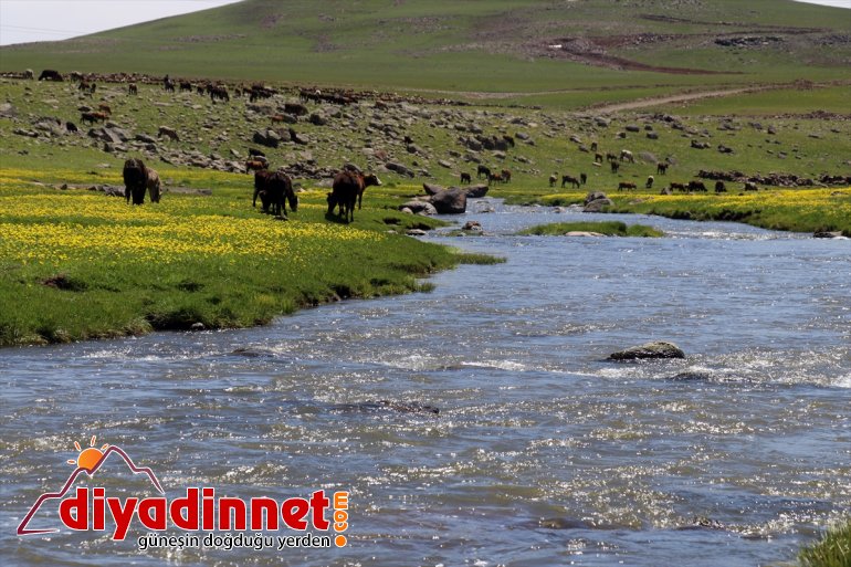 Ağrı'nın Sinek Yaylası koyun ve kuzu sesleriyle şenlendi