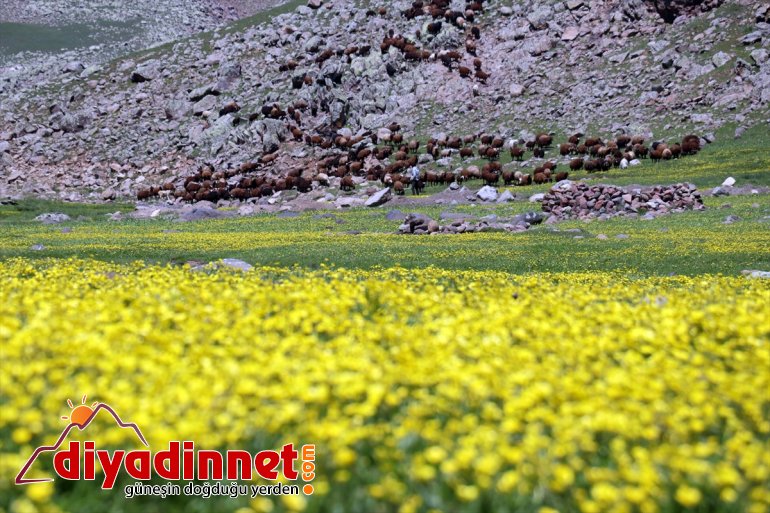 sesleriyle AĞRI - Sinek şenlendi Yaylası koyun ve kuzu 2