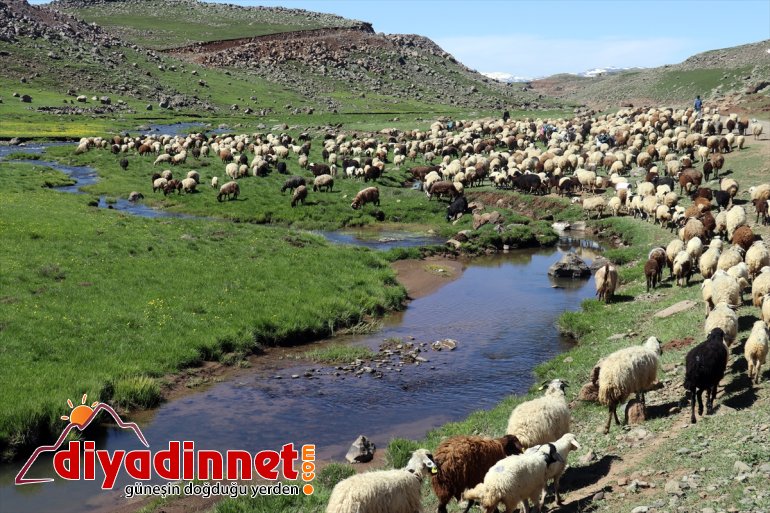 Yaylası sesleriyle koyun kuzu AĞRI şenlendi - Sinek ve 11