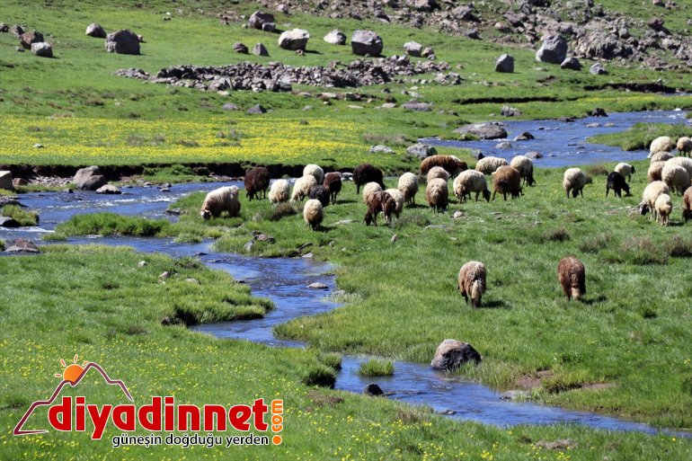 Sinek ve Yaylası kuzu - şenlendi sesleriyle AĞRI koyun 12