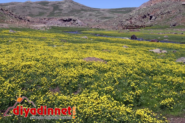 ve Sinek kuzu koyun - sesleriyle AĞRI şenlendi Yaylası 13