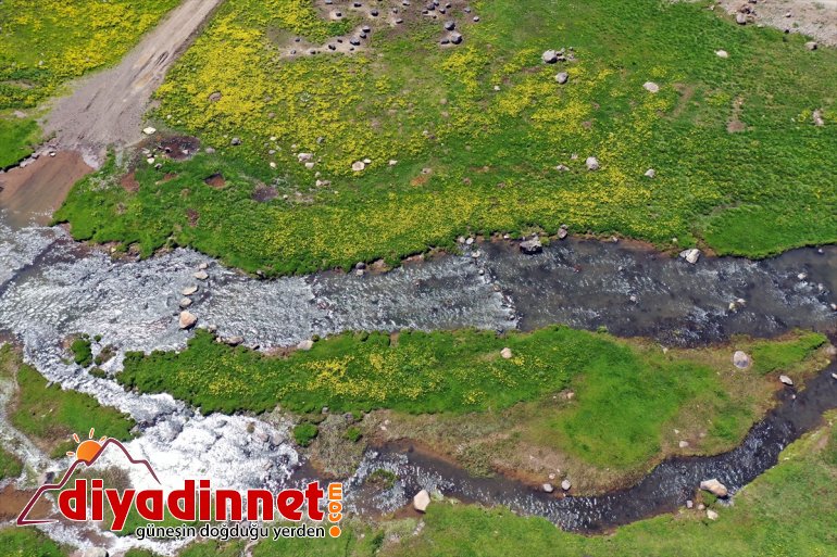 AĞRI koyun kuzu Yaylası ve sesleriyle - şenlendi Sinek 14