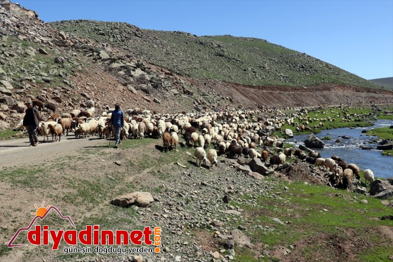 Yaylası kuzu ve şenlendi Sinek sesleriyle - koyun AĞRI 15