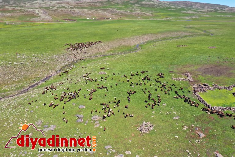 şenlendi - kuzu sesleriyle koyun AĞRI Yaylası ve Sinek 16
