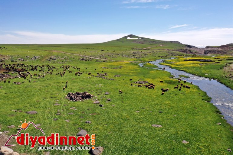 sesleriyle - Sinek koyun şenlendi AĞRI ve Yaylası kuzu 18