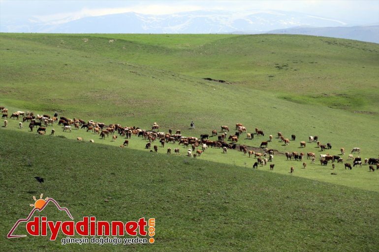 sesleriyle Yaylası şenlendi koyun - Sinek AĞRI ve kuzu 19