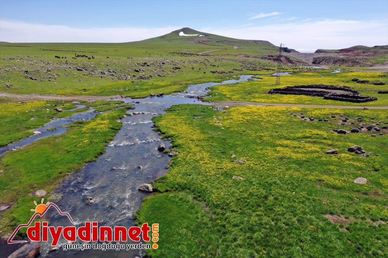 şenlendi Sinek - AĞRI koyun ve sesleriyle Yaylası kuzu 3