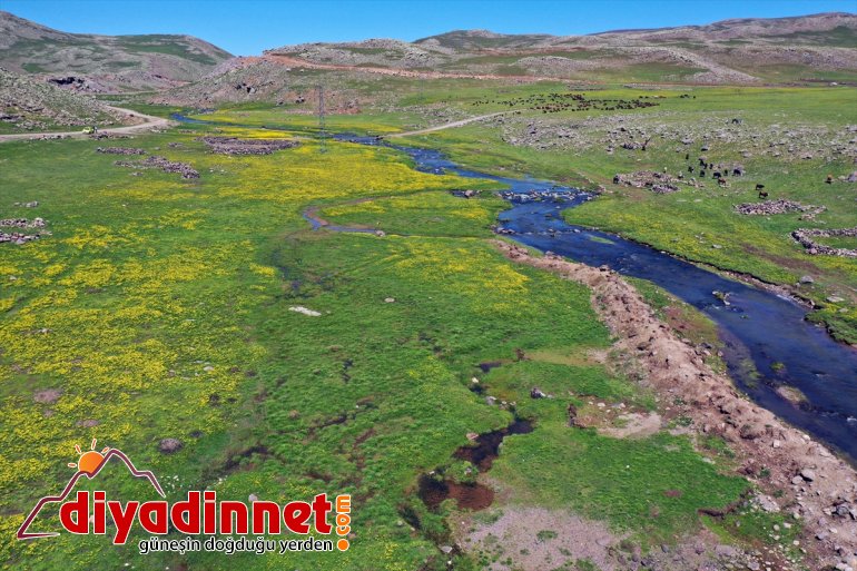 - kuzu koyun AĞRI Yaylası sesleriyle şenlendi Sinek ve 4