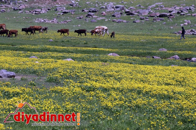 Sinek şenlendi Yaylası - sesleriyle AĞRI ve kuzu koyun 5